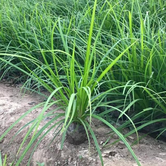 绿化苗木销售